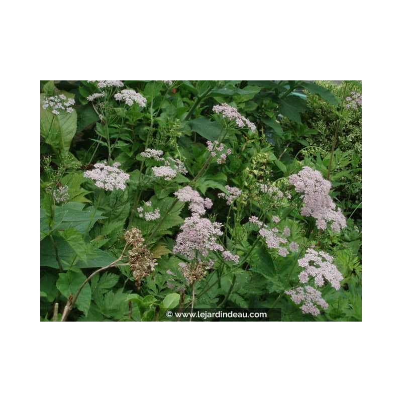 CHAEROPHYLLUM hirsutum 'Roseum' CHAEROPHYLLUM hirsutum 'Roseum'