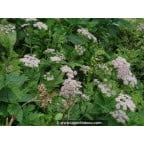 CHAEROPHYLLUM hirsutum 'Roseum' CHAEROPHYLLUM hirsutum 'Roseum'