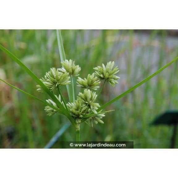 CYPERUS glomeratus