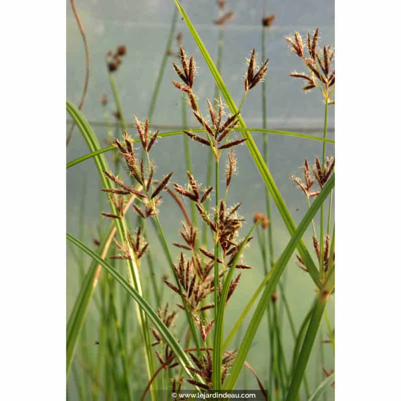 CYPERUS longus CYPERUS longus