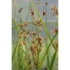 CYPERUS longus CYPERUS longus