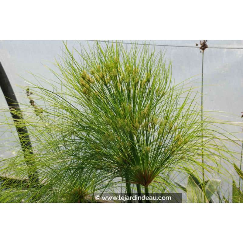 CYPERUS papyrus CYPERUS papyrus