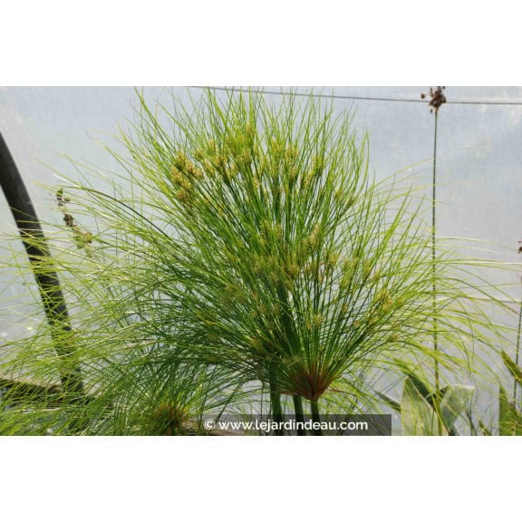 CYPERUS papyrus