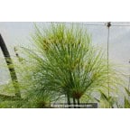 CYPERUS papyrus CYPERUS papyrus
