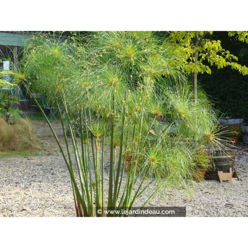 CYPERUS papyrus CYPERUS papyrus