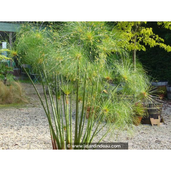 CYPERUS papyrus