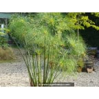 CYPERUS papyrus CYPERUS papyrus