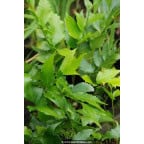 CYRTOMIUM falcatum CYRTOMIUM falcatum