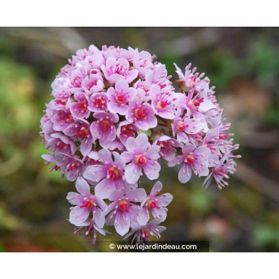 DARMERA peltata