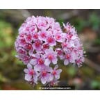 DARMERA peltata DARMERA peltata