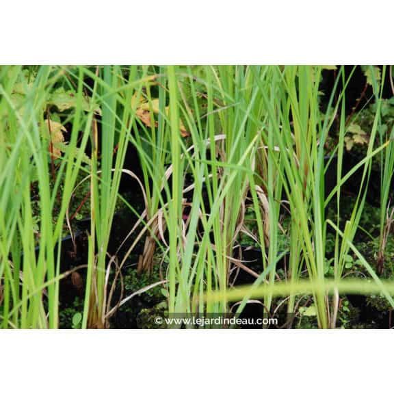 CAREX riparia