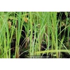 CAREX riparia