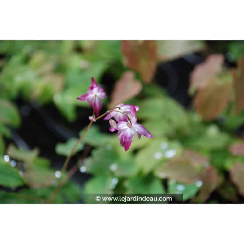 EPIMEDIUM youngianum 'Merlin' EPIMEDIUM youngianum 'Merlin'
