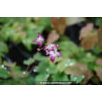 EPIMEDIUM youngianum 'Merlin' EPIMEDIUM youngianum 'Merlin'