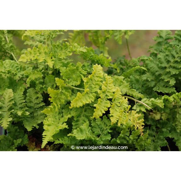 DRYOPTERIS dilatata 'Crispa Whiteside'