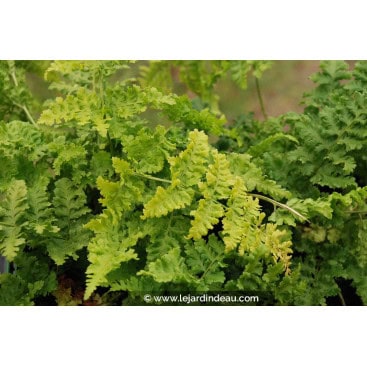 DRYOPTERIS dilatata \'Crispa Whiteside\' - Foug&egrave;re