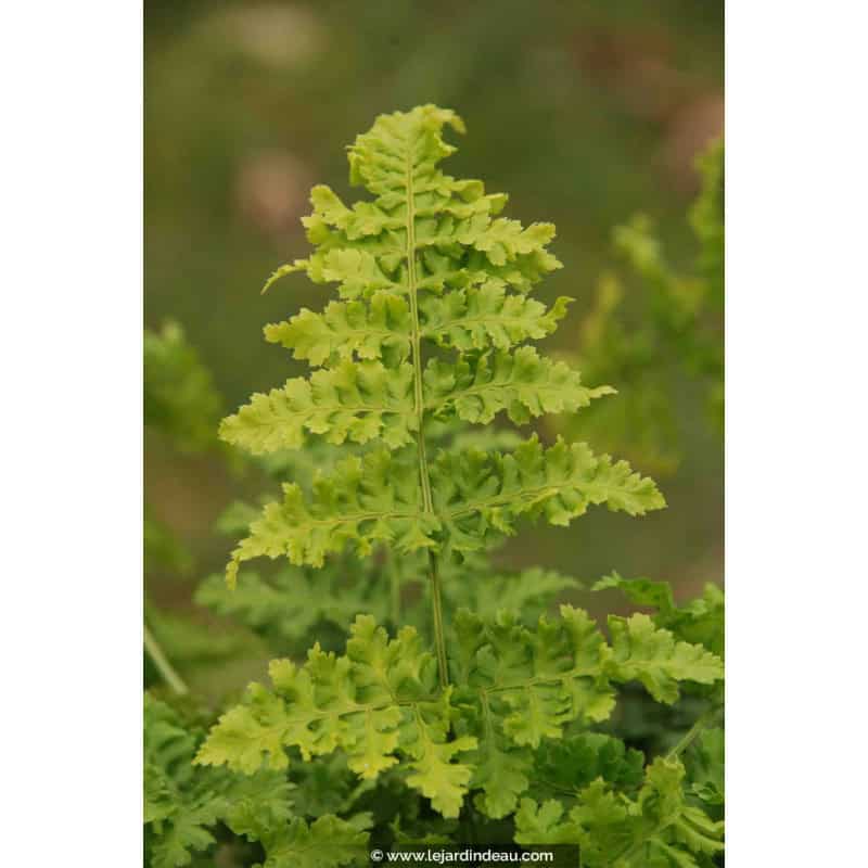 DRYOPTERIS dilatata 'Crispa Whiteside' DRYOPTERIS dilatata 'Crispa Whiteside'