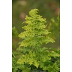DRYOPTERIS dilatata 'Crispa Whiteside' DRYOPTERIS dilatata 'Crispa Whiteside'