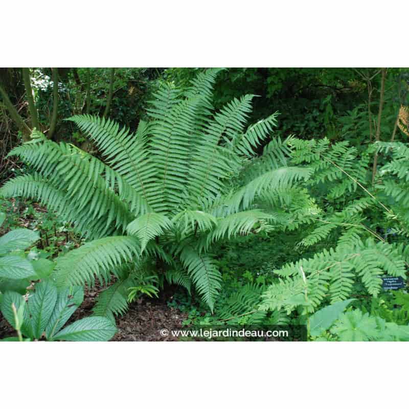 DRYOPTERIS wallichiana DRYOPTERIS wallichiana