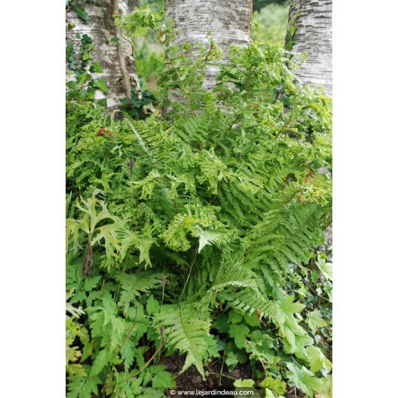 DRYOPTERIS filix-mas 'Crispa Cristata'