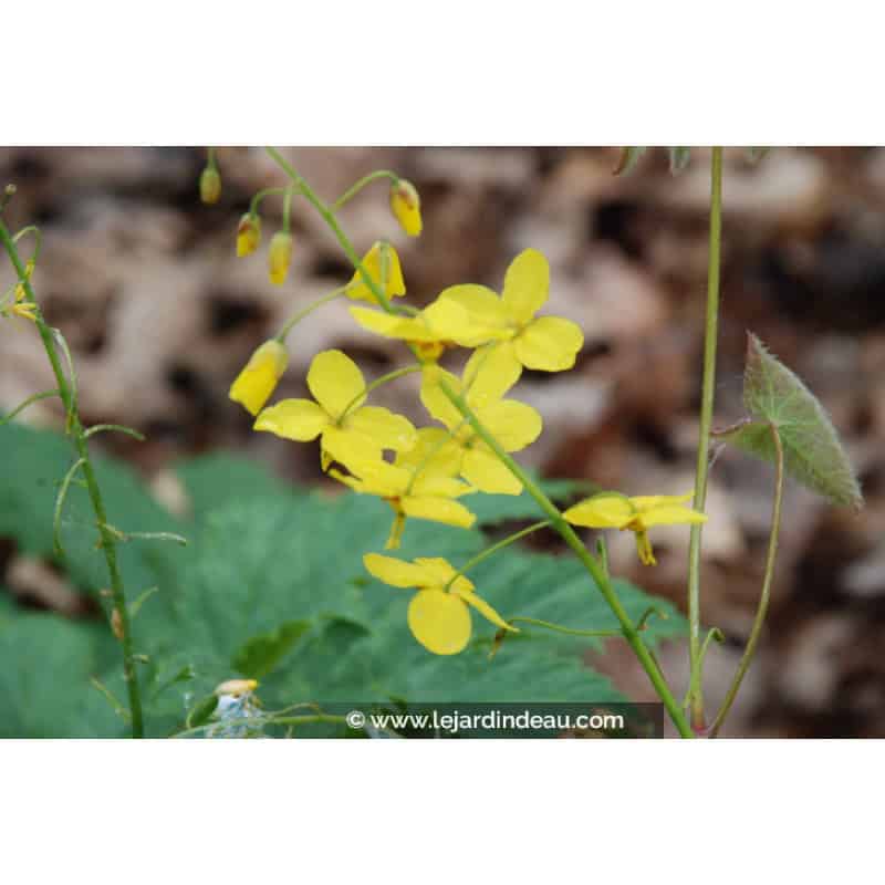 EPIMEDIUM x perralchicum 'Fröhnleiten' EPIMEDIUM x perralchicum 'Fröhnleiten'