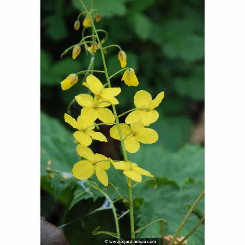 EPIMEDIUM x perralchicum 'Fröhnleiten' EPIMEDIUM x perralchicum 'Fröhnleiten'