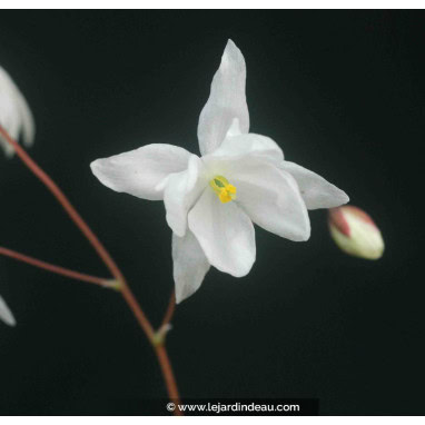 EPIMEDIUM youngianum \'Niveum\' - Fleur des Elfes