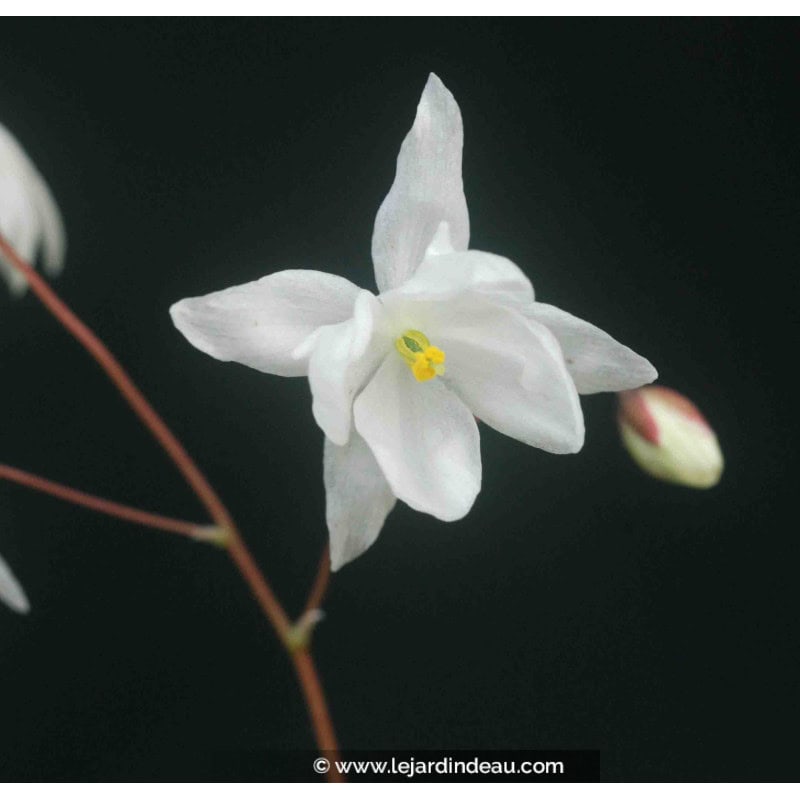 EPIMEDIUM youngianum 'Niveum' EPIMEDIUM youngianum 'Niveum'