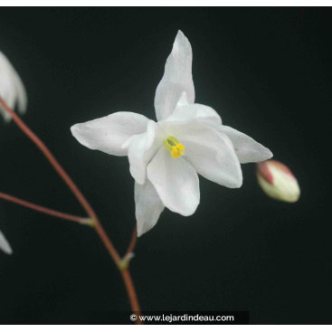 EPIMEDIUM youngianum \'Niveum\' - Fleur des Elfes