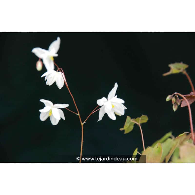 EPIMEDIUM youngianum 'Niveum' EPIMEDIUM youngianum 'Niveum'