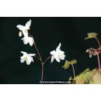 EPIMEDIUM youngianum 'Niveum' EPIMEDIUM youngianum 'Niveum'