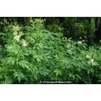FILIPENDULA vulgaris FILIPENDULA vulgaris