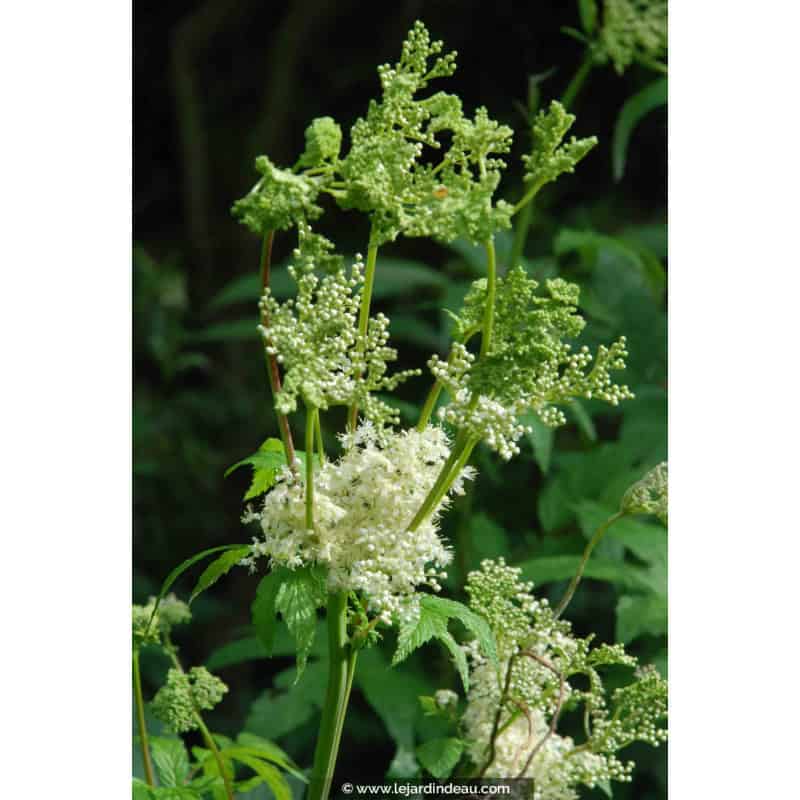 FILIPENDULA vulgaris FILIPENDULA vulgaris