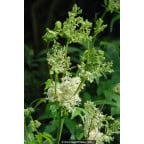 FILIPENDULA vulgaris FILIPENDULA vulgaris