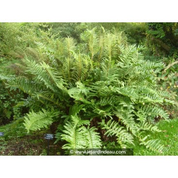 BLECHNUM chilense - Bléchne, Blègne du Chili