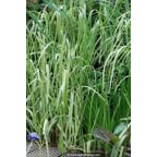 GLYCERIA maxima 'Variegata' GLYCERIA maxima 'Variegata'