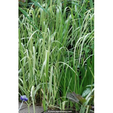 GLYCERIA maxima \'Variegata\' - Grande glycérie / graminée