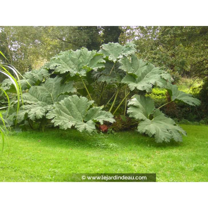 GUNNERA manicata