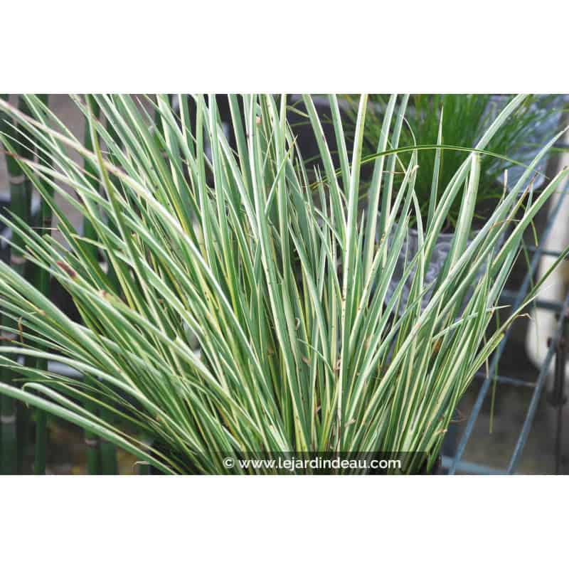 ACORUS gramineus 'Variegatus' ACORUS gramineus 'Variegatus'