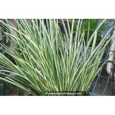 ACORUS gramineus \'Variegatus\' - Acore à feuille de graminées