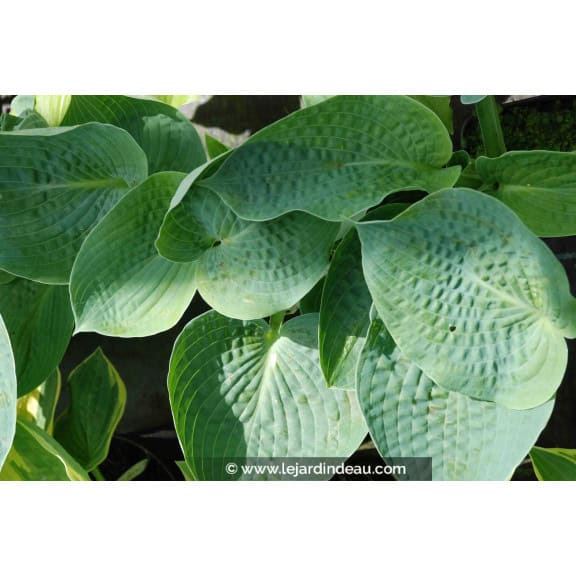 HOSTA 'Big Daddy'
