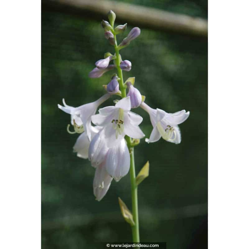 HOSTA 'August Moon' HOSTA 'August Moon'