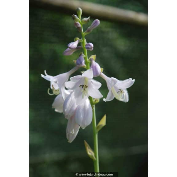 HOSTA 'August Moon'