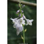 HOSTA 'August Moon' HOSTA 'August Moon'