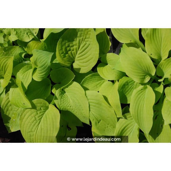 HOSTA 'August Moon'