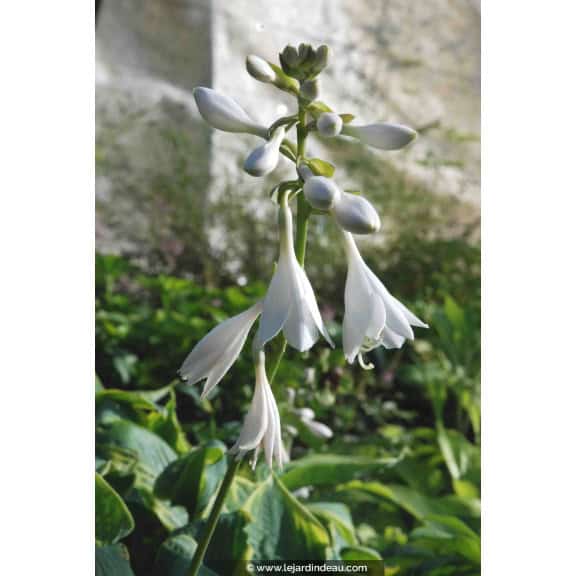 Hosta  'Frances Williams'
