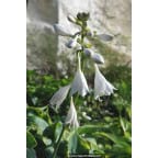 Hosta 'Frances Williams' Hosta 'Frances Williams'