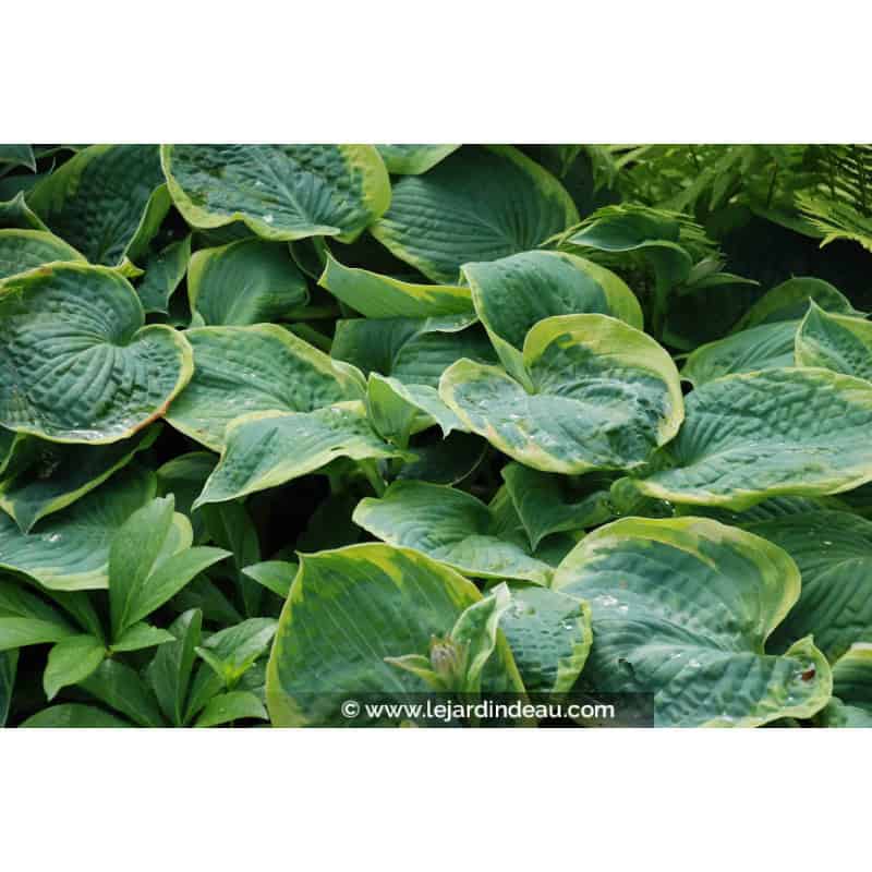Hosta 'Frances Williams' Hosta 'Frances Williams'