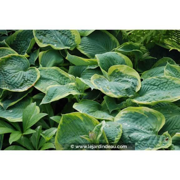 Hosta  'Frances Williams'