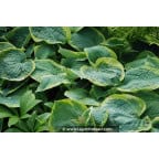 Hosta 'Frances Williams' Hosta 'Frances Williams'